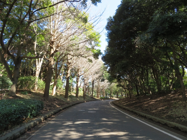 平塚市総合公園の散歩道