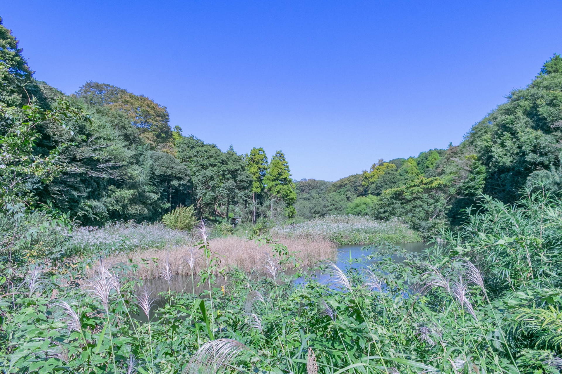 茅ヶ崎里山公園の自然風景｜青空と木々に囲まれた静かな池